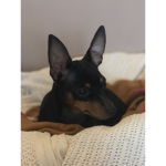 #dog_fam