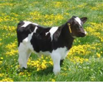 SquishyCows