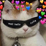 Just teddy shop