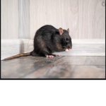 Little Rats Family