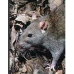 The Rat Millitary