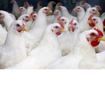 The Crazy Chickens Group
