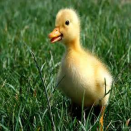 Duck meeting center