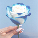 ‘~Aesthetic Blue’s~’
