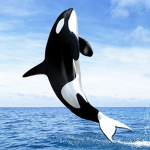 The Orca Pod