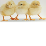 Baby Chicken Squad