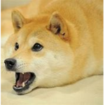 Rainbow sparkle doges