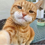 Cats on Attack