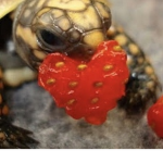 Tortoise Troop!