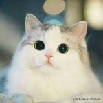 ~ITTY BITTY KITTY COMITEE~