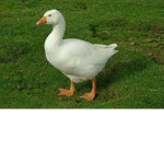 The Goose Man's Geese