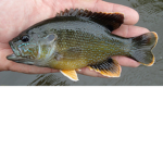 the cult of fish...