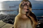 fan group of monkey