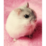 HamsterAngels