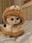 Swiftielover