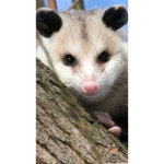Sam's Awesome possums