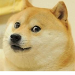 help the doge