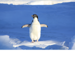Penguin fan froup