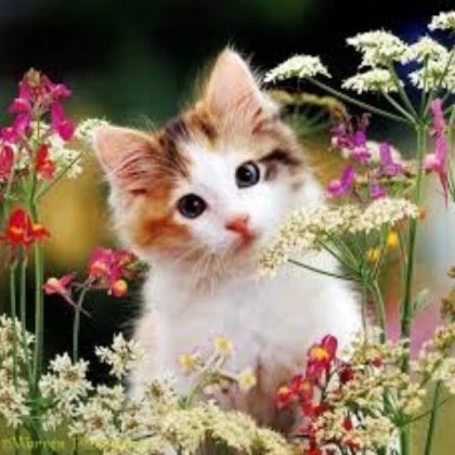 Cute Cat