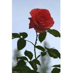 A Roses Chat Group