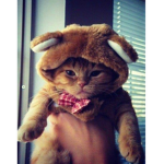 Cats love there owners