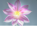 BloomPlays