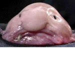 A solitary Blobfish :(
