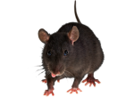 fatty rats ONLY