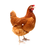 #cluckles crew