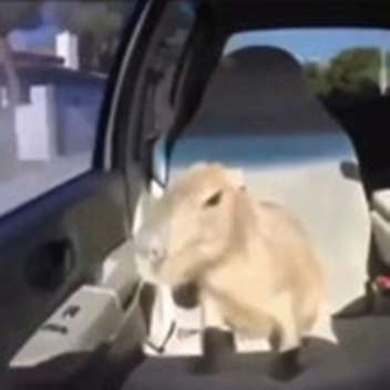 Walk To Win Something?