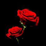 Red Of Blood Rose