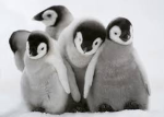 wiski fan group