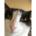 cats are the best if u agree than join:)