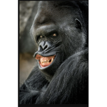 The GORILLLLA SQUAD!!!!
