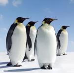 penguin clan : )