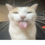 ̣̣̣ ̣̣̣