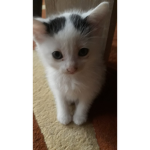 The cat lucky