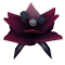 Black Bat Flower produce