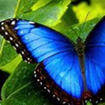 Flowers and Butterflies!! :D