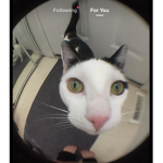 Lambo_guy200 hi