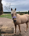 HAPPYPONY