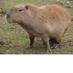 {~CAPYBARA SQUAD~}