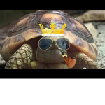 Lit ty Turtles