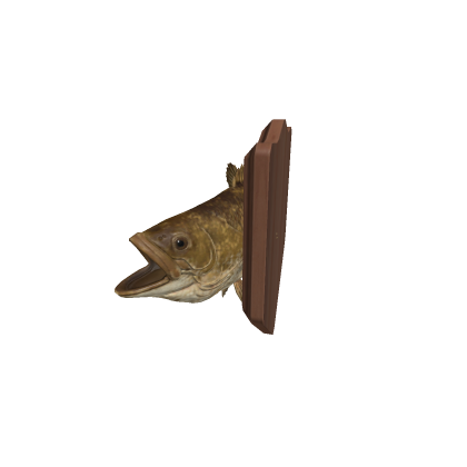 fish.m