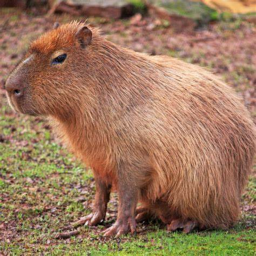 Capybara Game Night Area