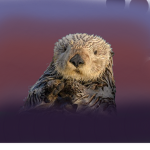 Otter.