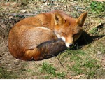 Animals Will Rule Forever