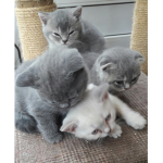 Best group for cat fans!!