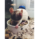 RAT SQAUD