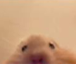 only rat's